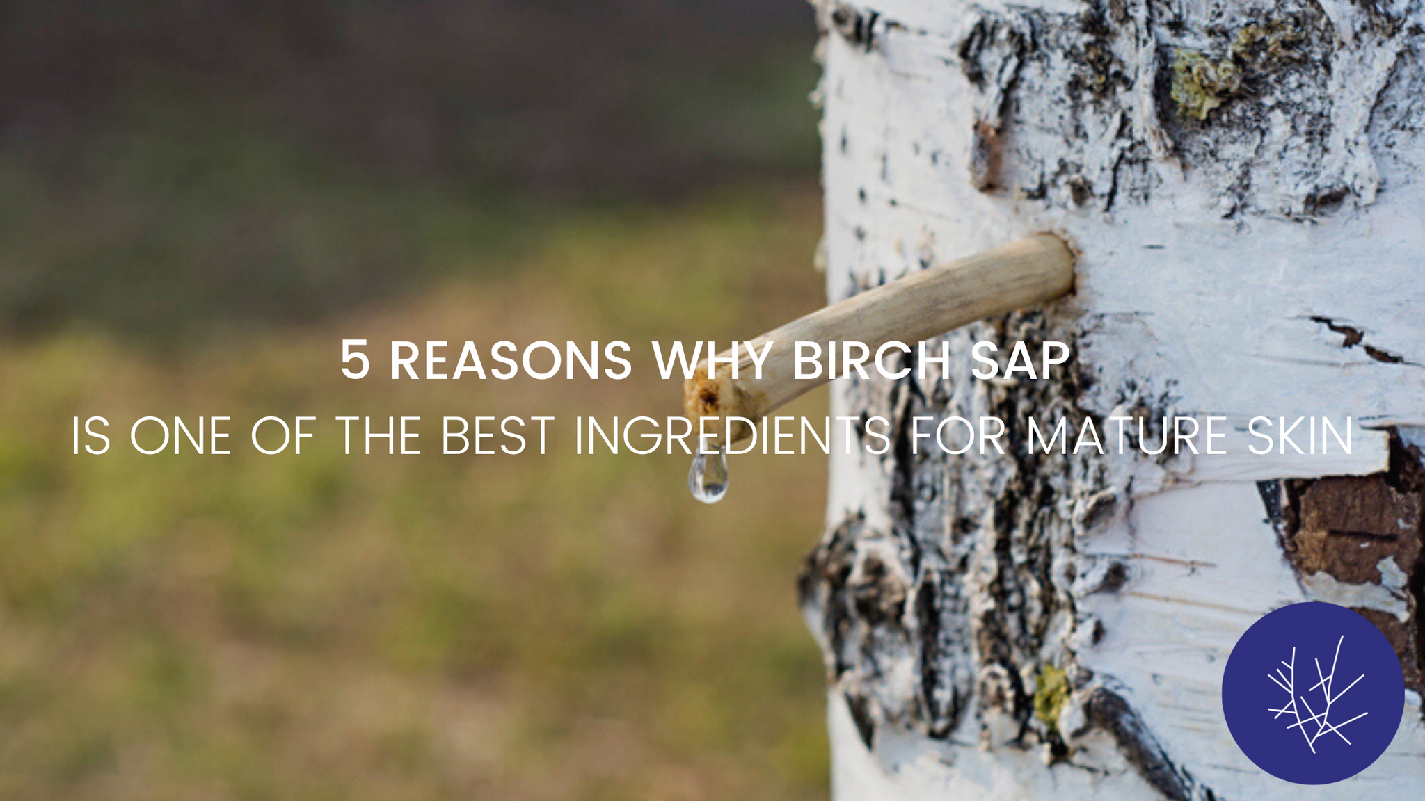 Birch top juice benefits